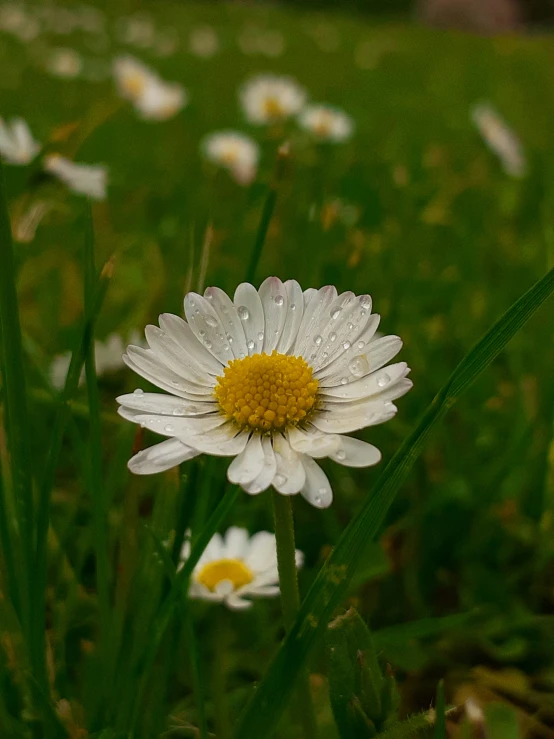 a daisy in the middle of some grass