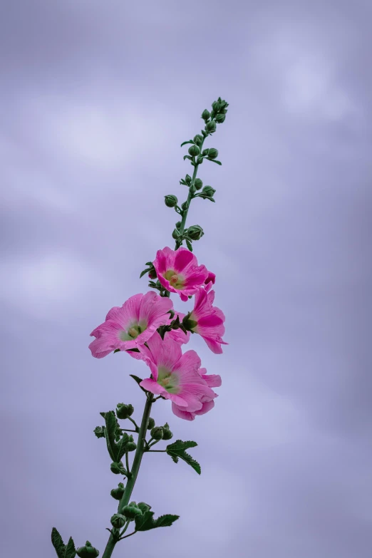 purple flower growing against blue cloudy skies and gray sky