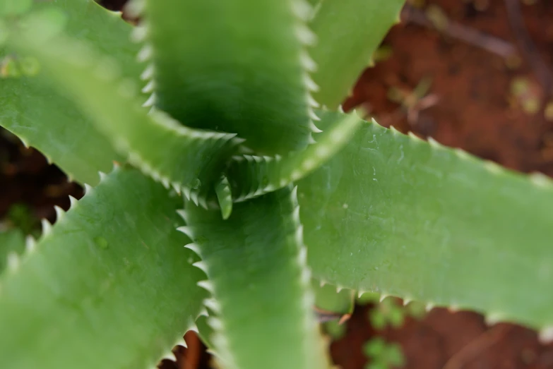 a close up view of a green plant with very little leaves