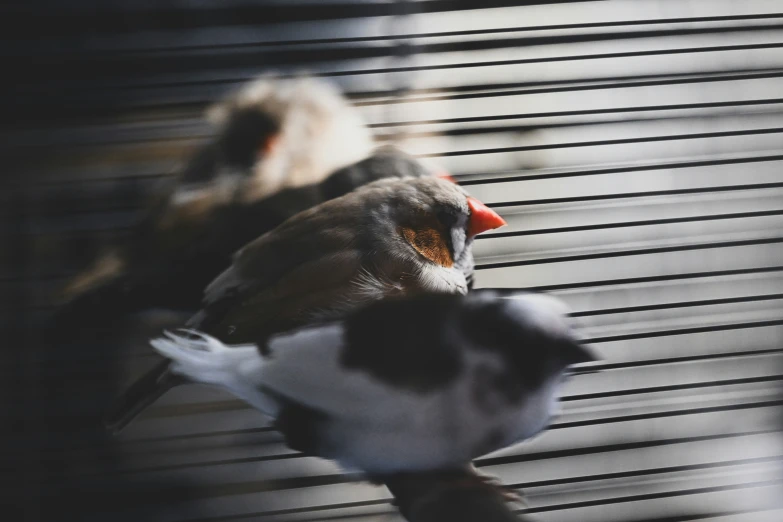 a group of birds standing on top of a counter