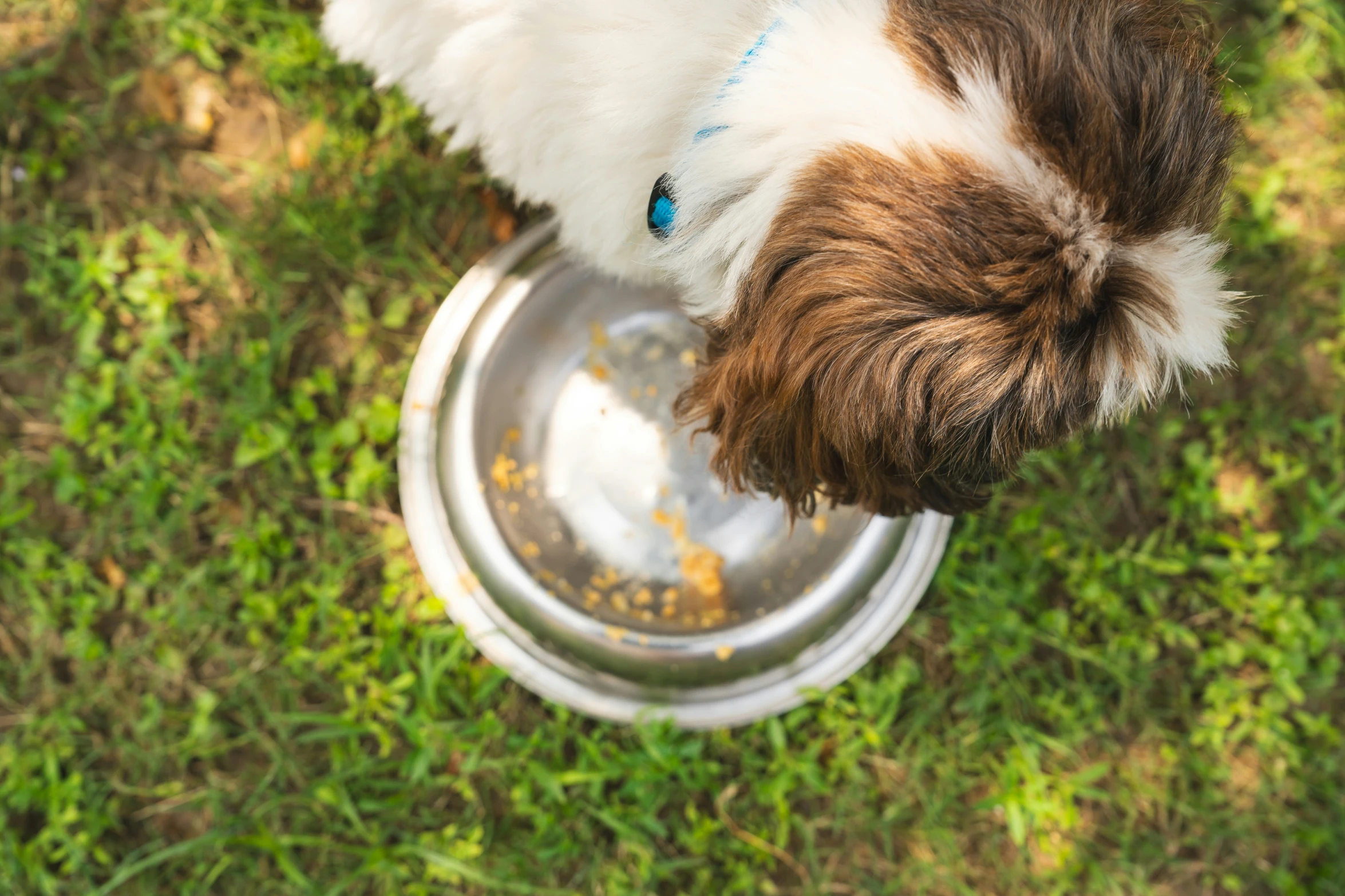 a small white and brown dog eating out of a metal bowl