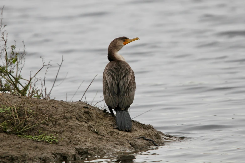 a water bird standing on a sand dune by the lake