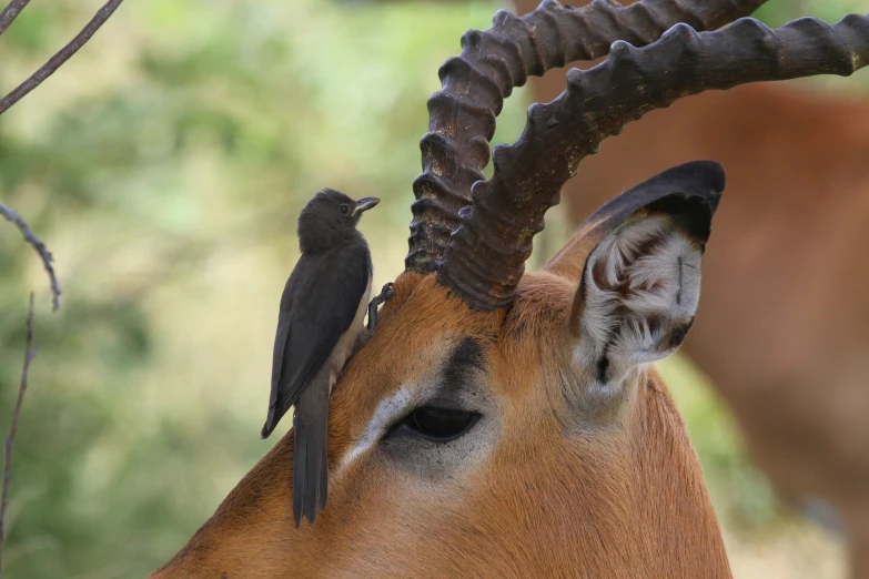 the bird on the antelope is looking for food