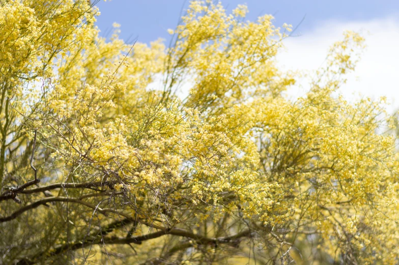 yellow tree in bloom against a partly cloudy sky