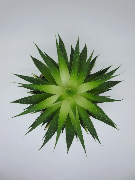 an image of a circular green plant that appears to be looking like soing out of water