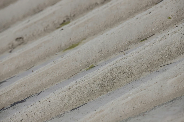 a little white bird standing on a beach