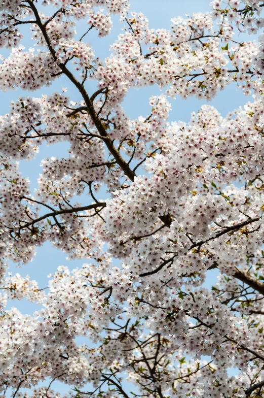 white flowers and green leaves on trees