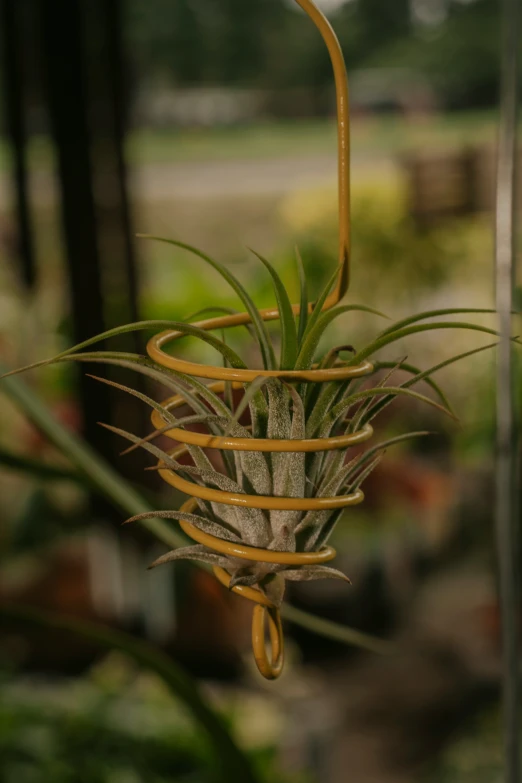 the air plant is hanging from a wire