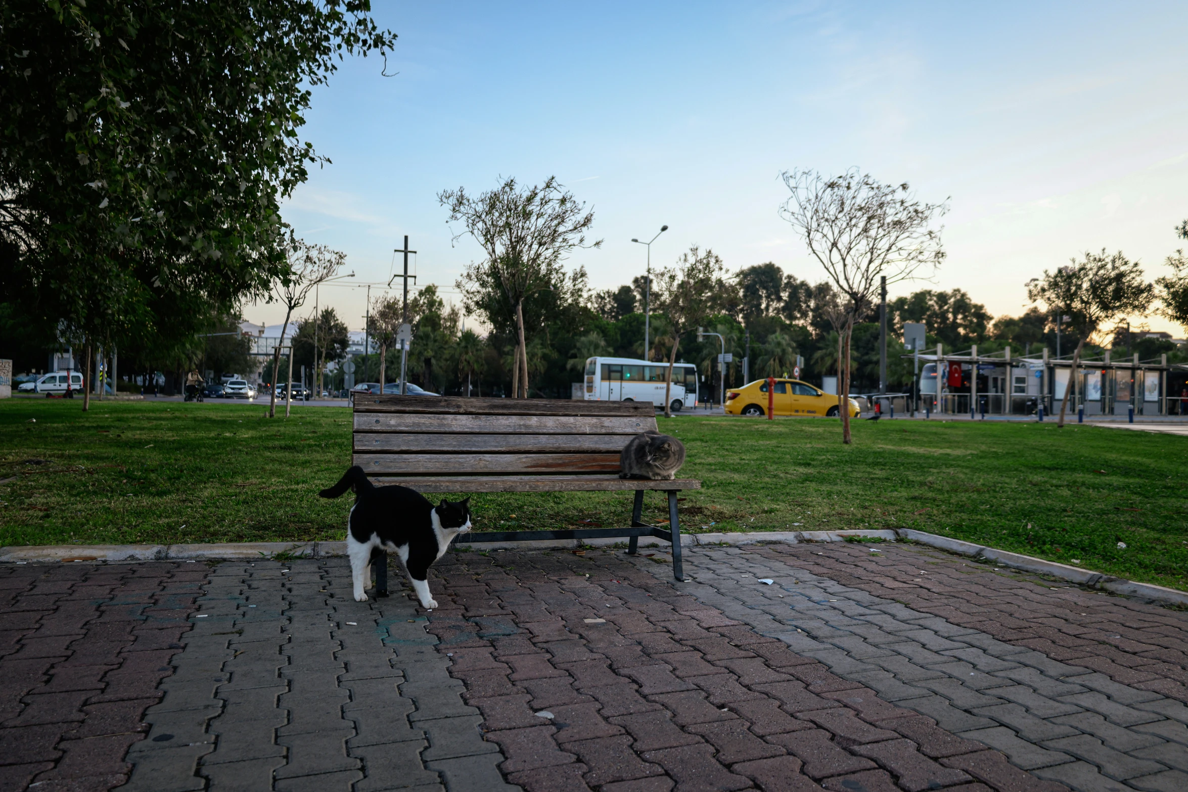 a cat sits on the ground beside an empty bench