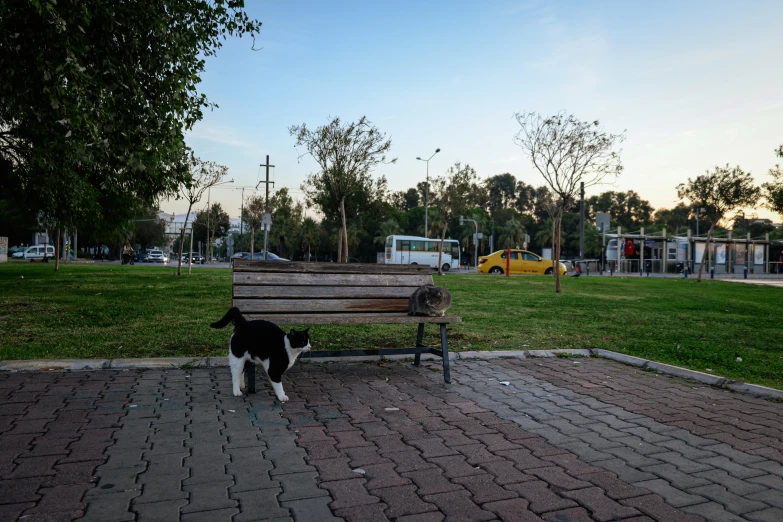 a cat sits on the ground beside an empty bench