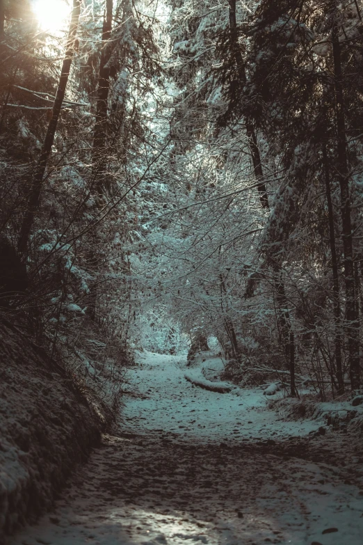 this is an alley way in the woods covered in snow