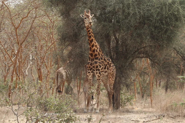 a single giraffe standing in front of several trees