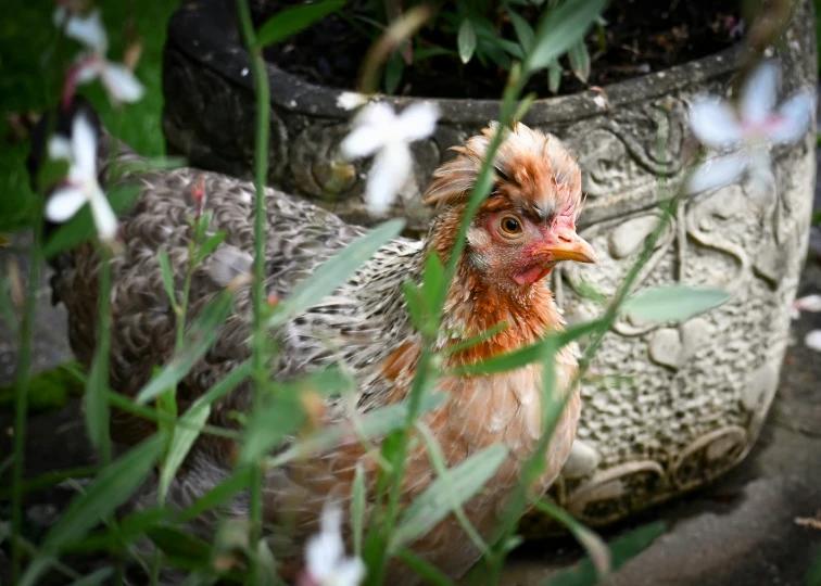 chicken in planter next to stone flowerpot