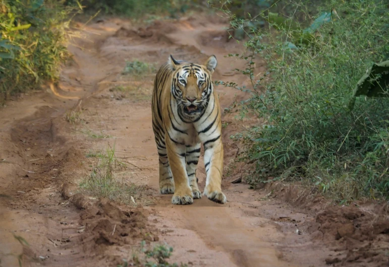 a tiger walking across a dirt road on a sunny day