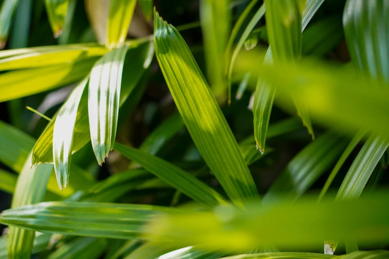 the leaves of a large palm tree are showing their yellow streaks