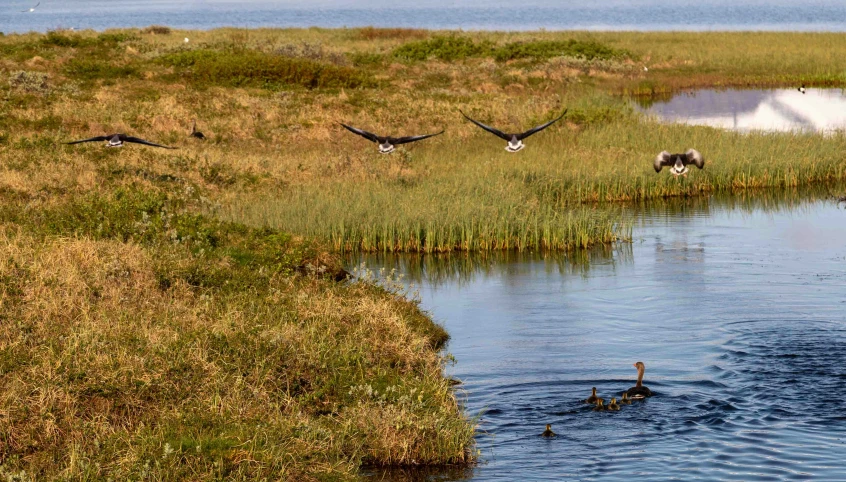 a group of ducks floating on top of a lake surrounded by tall grass