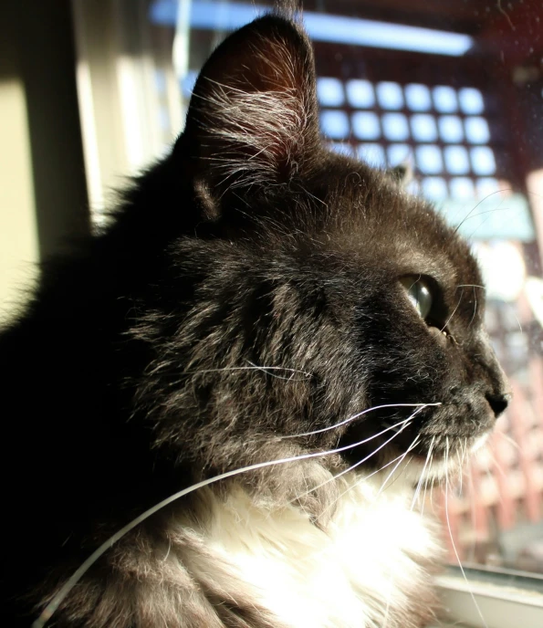 a cat looks out a window at the building outside