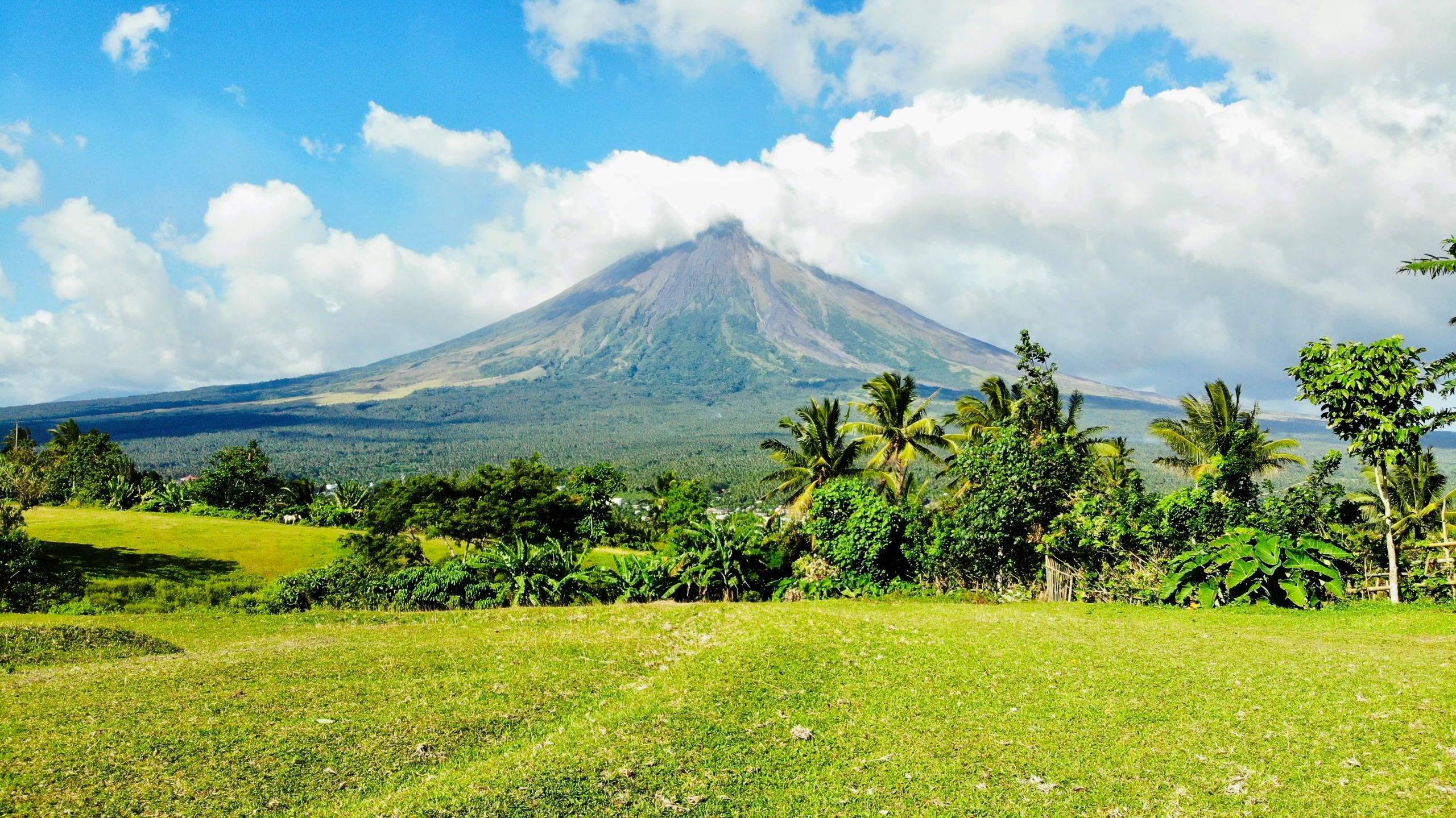 a mountain covered with trees in the background