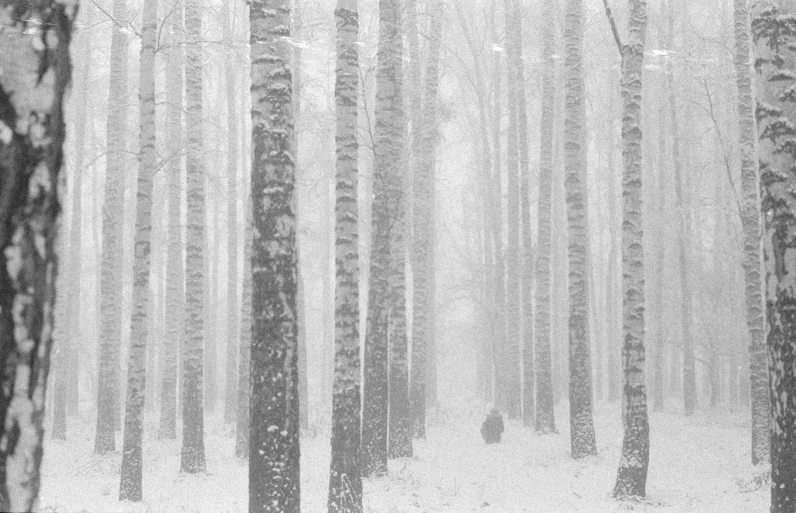 a person walking through a snowy forest with tall trees