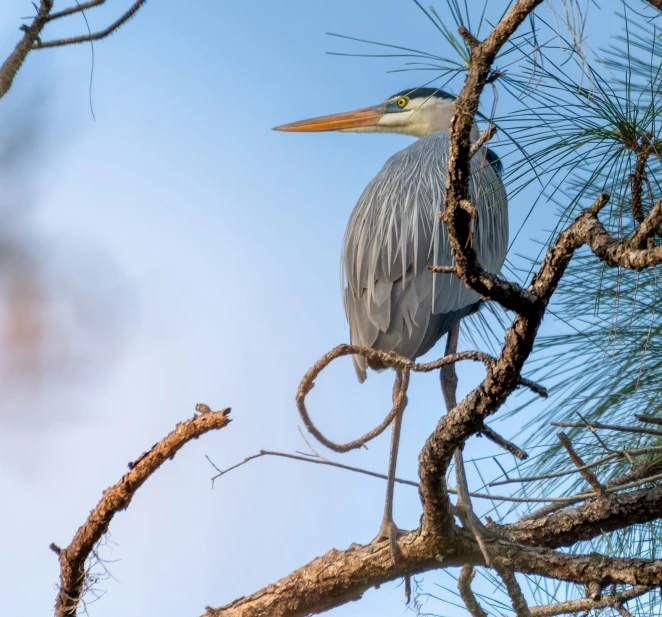 the gray bird sits on a nch near a tree