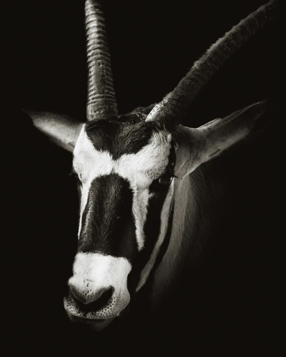 the head and horns of a horned, black and white animal