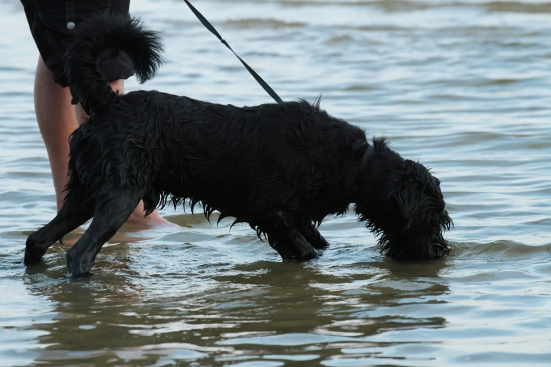 a black dog on a leash being walked by a man