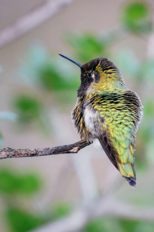 a hummingbird sitting on a nch of a tree