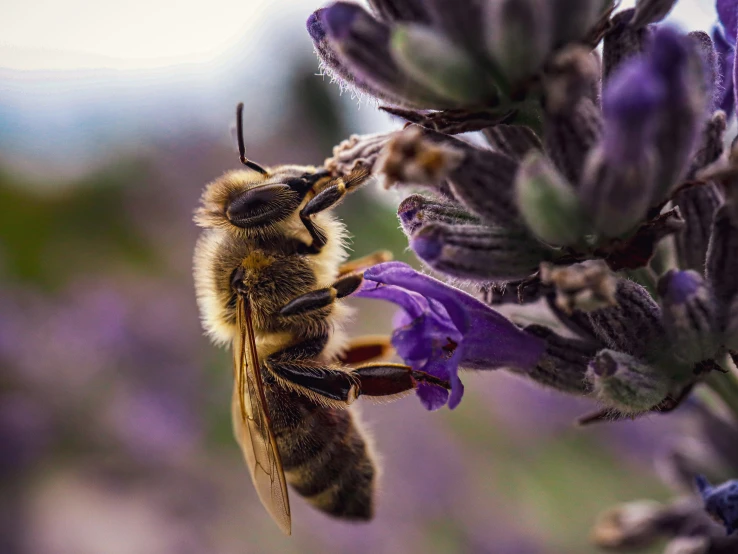 a bee sitting on top of purple flowers