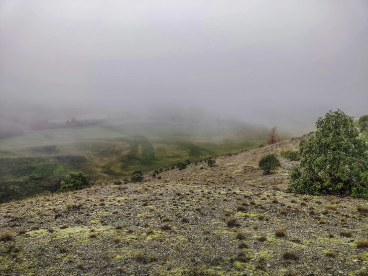 a horse is grazing on a hill covered in mist