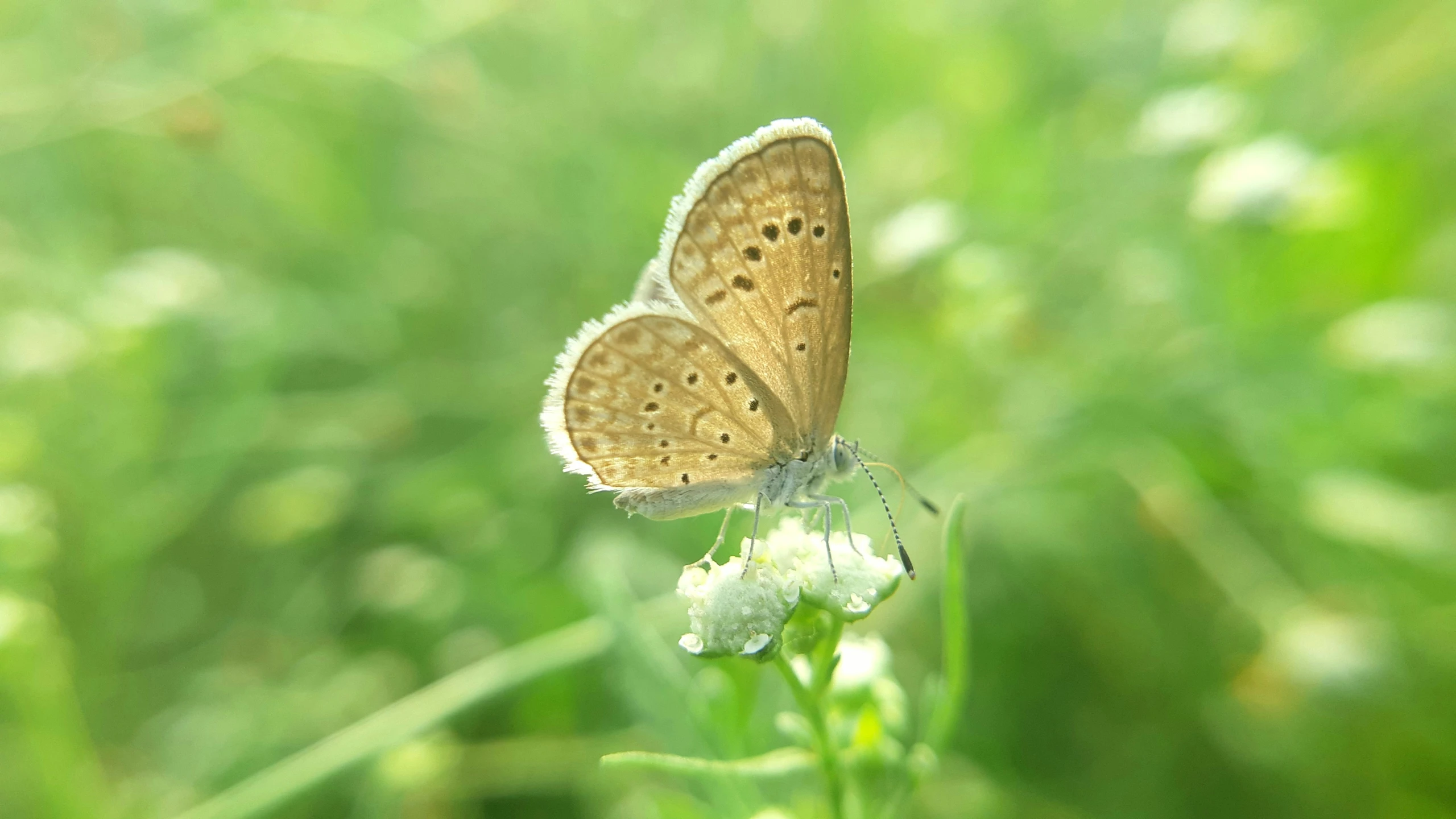 a erfly sitting on top of a leafy green field