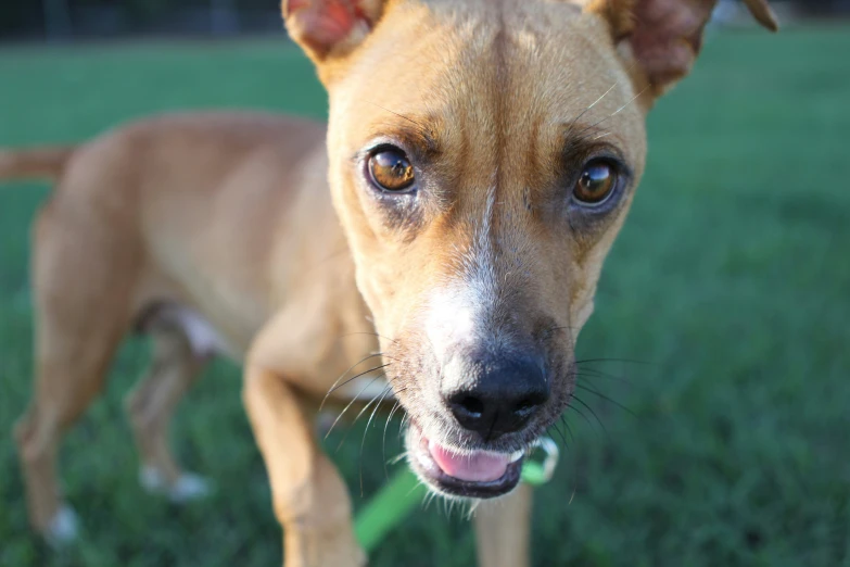 a small dog with its tongue out looking at the camera