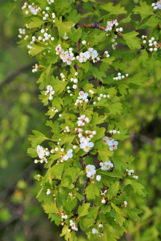 some small white flowers growing on a tree