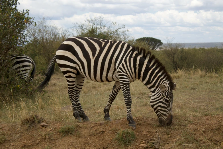 two zes standing together eating grass in an open field