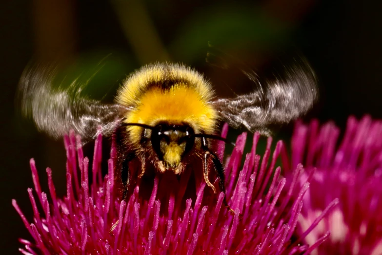 a close up image of a bee with its wings extended