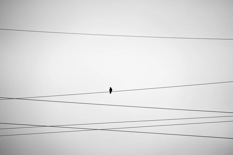 a bird is sitting on an electric wire