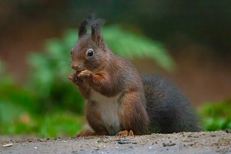 a close up of a squirrel on the ground