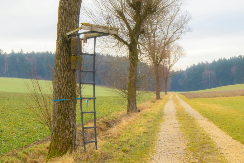 a ladder is leaning up against a tree on the grass