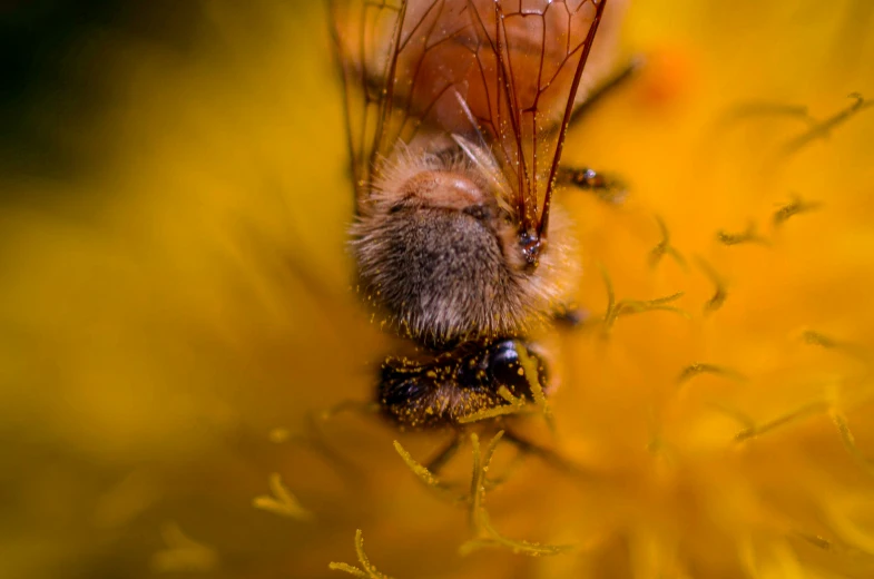 a bee with it's face through a yellow dandelion