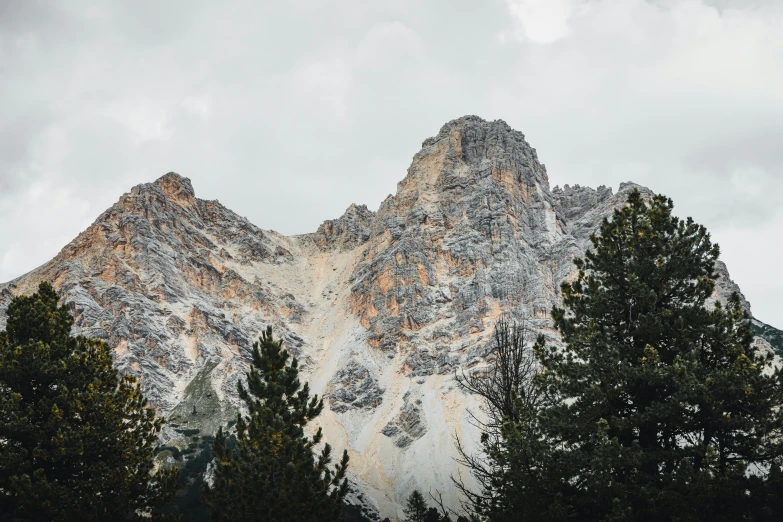 pine trees are in front of a mountain