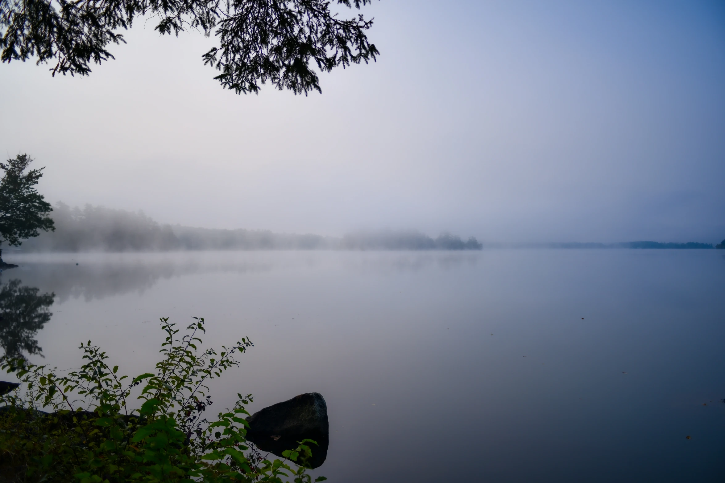 fog covers the lake near some trees