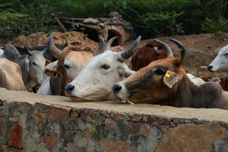 herd of cows lying on concrete wall next to rocks