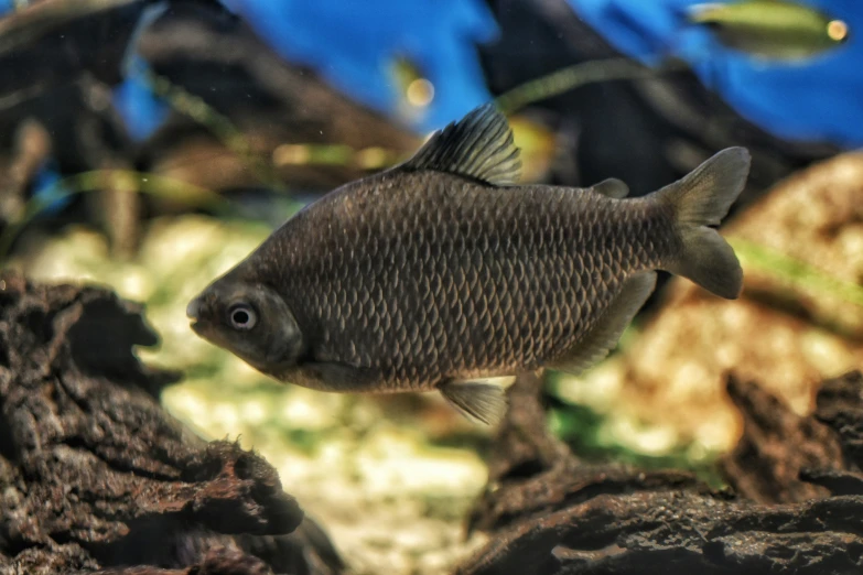 a large fish in an aquarium swimming by