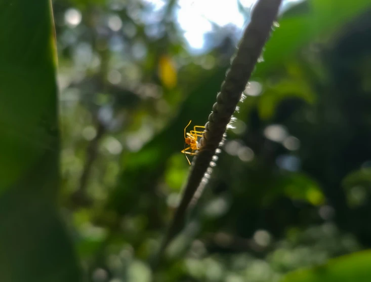 a small yellow insect is on top of the thin grass