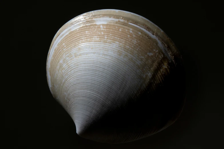 an object that looks like a shell on the side