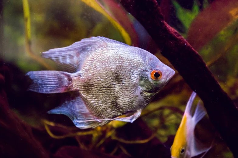 a blue and white fish in an aquarium