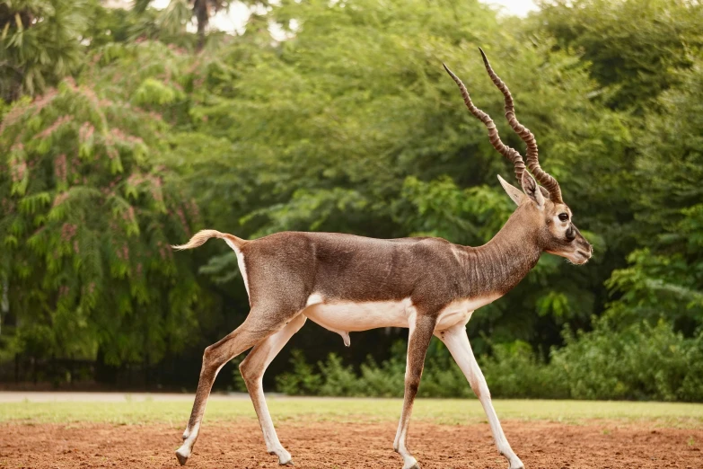 a deer with large antelope standing alone in the dirt