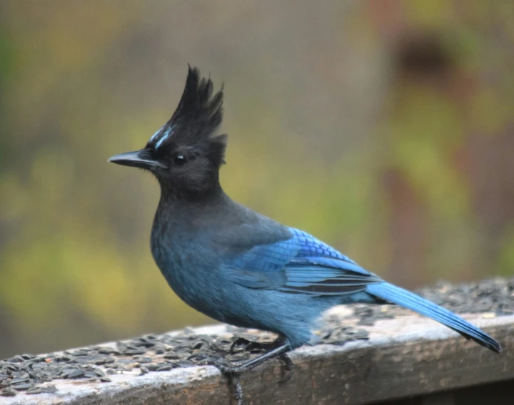 the blue bird is standing on a wooden rail
