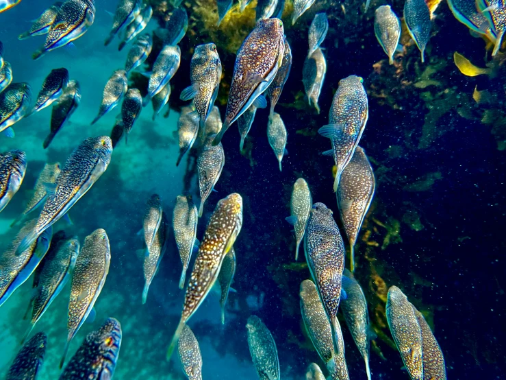 a large school of fish in a large aquarium