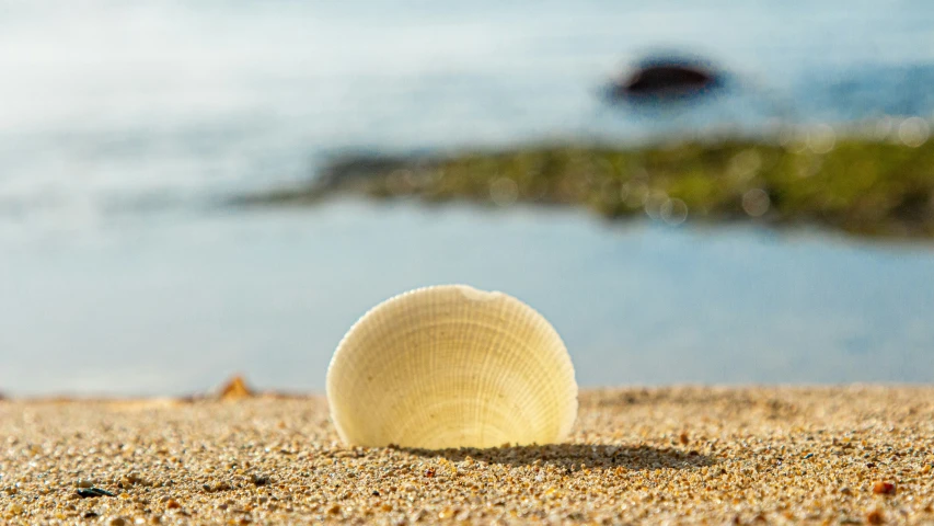 a white ball laying on a sandy beach