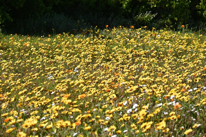 wildflowers are blooming in a field next to trees